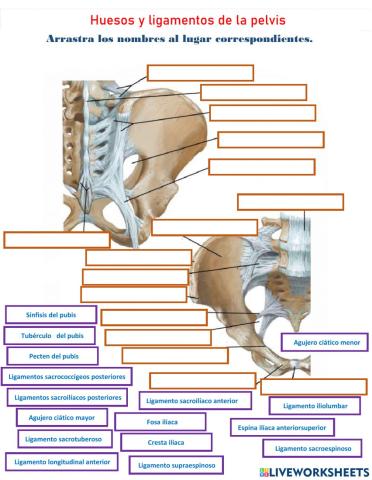 Huesos y ligamentos del pubis