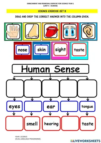 Human's Five Senses and Sensory Organ