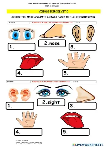 Science year 1 five senses