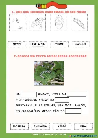 Ciclo de vida do verme da seda