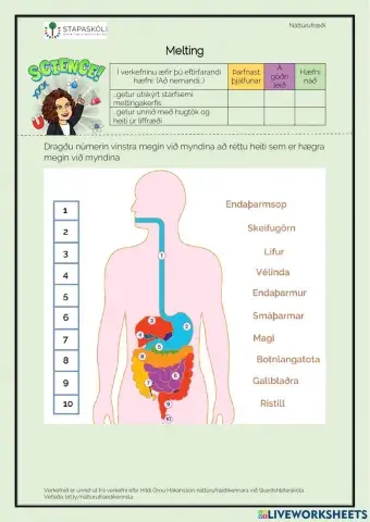 Meltingarvegurinn - vinnublað 1