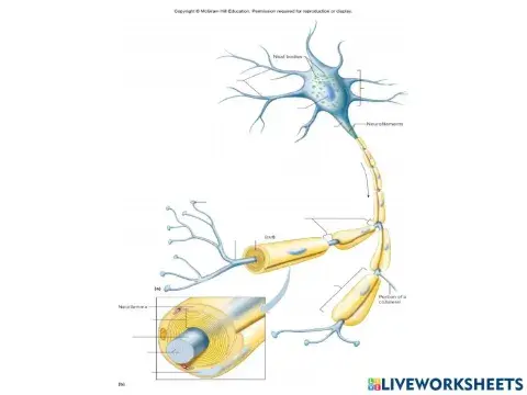 Neuron Labeling Activity