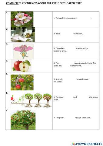 The apple tree- complete the sentences