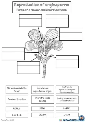 Parts of the flower and functions