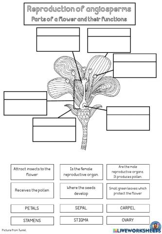 Parts of the flower and functions