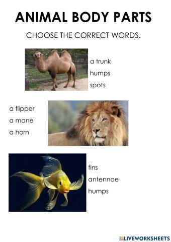 Animal body parts