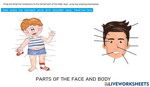 Parts of the face and body