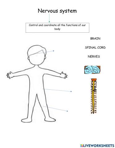 Nervous system 1