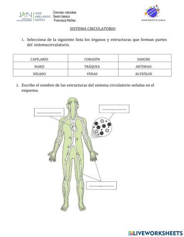 Sistema circulatorio