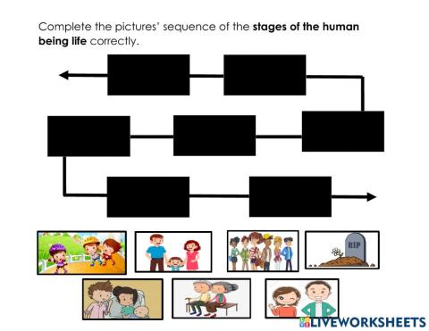 Stages of the human being life