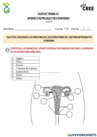 Aparato Reproductor Femenino