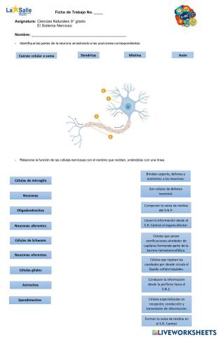 Células del sistema Nervioso
