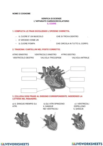 Apparato Circolatorio