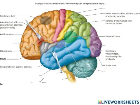 Exterior Brain labeling Quiz