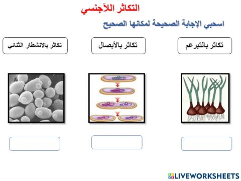 التكاثر اللاجنسي