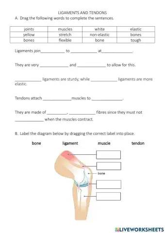 Ligaments and Tendons