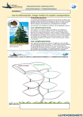 Comparativo de angiospermas y gimnospermas