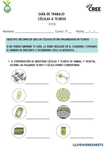 Niveles de Organización: Células a Tejidos