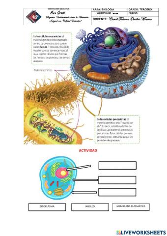 Partes importantes de la célula