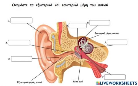 Τά μερή του αυτιού