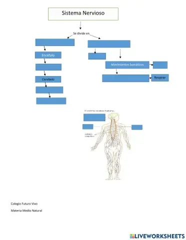 Esquema del Sistema Nervioso