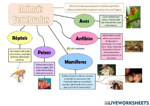 Infográfico - animais vertebrados e invertebrados