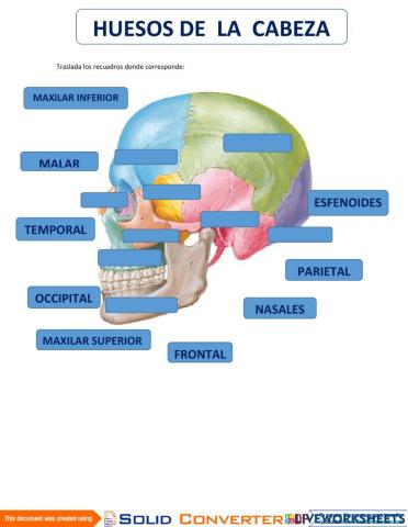 Osteología