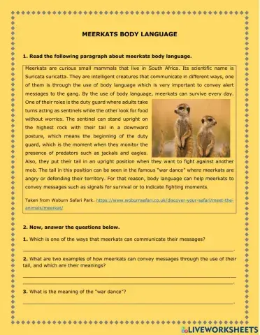 Meerkats body language