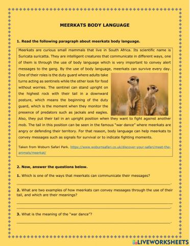 Meerkats body language