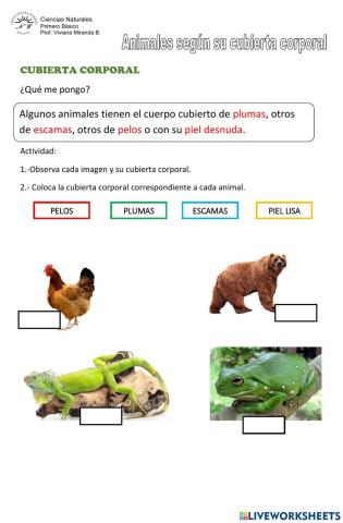 Cubierta corporal de los animales vertebrados