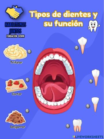 Posición y función de los dientes