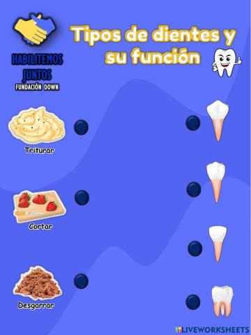 Función de los dientes