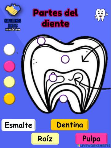 Partes de los dientes