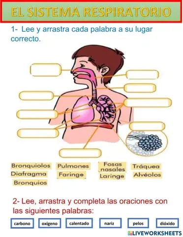 Sistema respiratorio