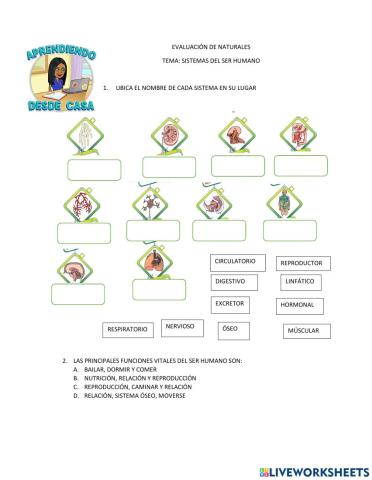 Funciones vitales de los seres humanos