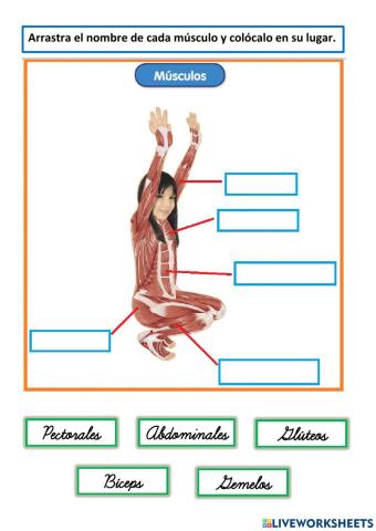 Conocemos los músculos
