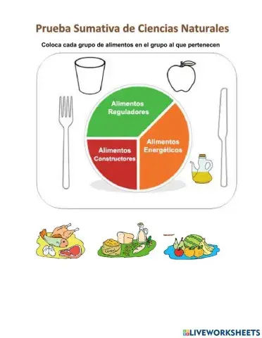 Clasificación de los alimentos según su función