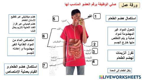 ورقة عمل وظائف الجهاز الهضمي