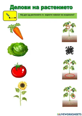 Кој дел од растението е храна за човекот?