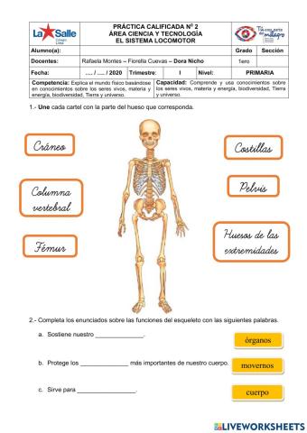 Sistema Locomotor