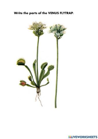 Parts of a venus flytrap
