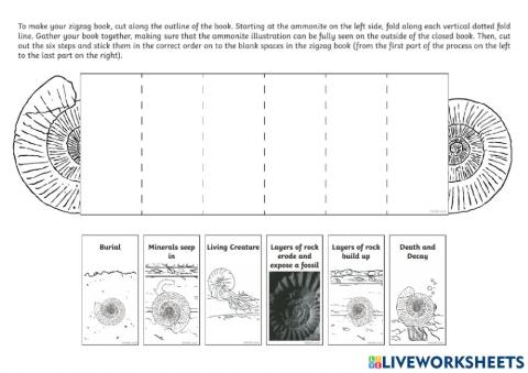 Fossil Drag and Drop Worksheet