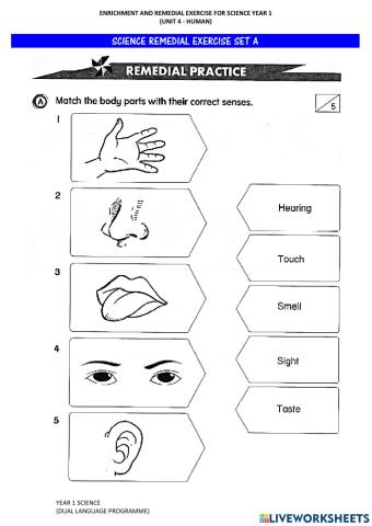 Human's Five Senses (Remedial Set)