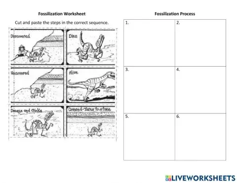 Fossilization Process