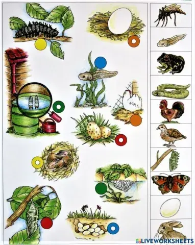 Elusolendite arengutsükkel