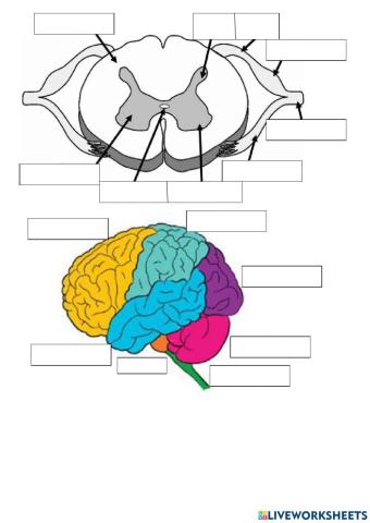 Parts of the brain and spinal cord (by erika ruiz)