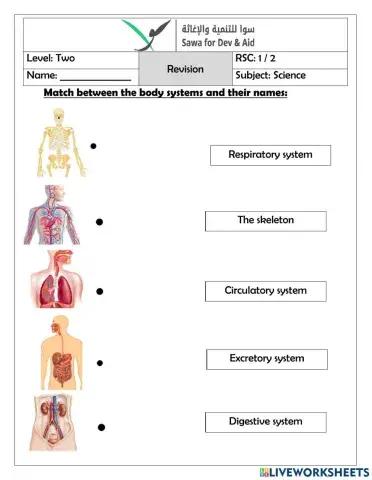 Body system