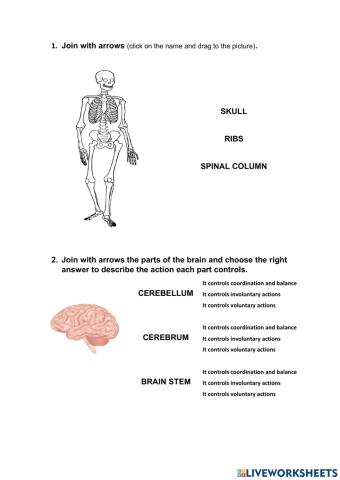Nervous and Locomotor System. 5 Senses
