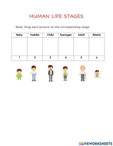 Human life stages