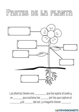 Partes de las plantas
